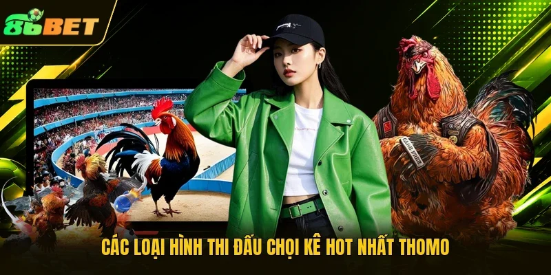 Các loại hình thi đấu chọi kê hot nhất Thomo