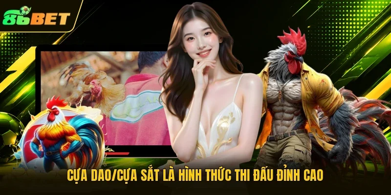 Cựa dao/cựa sắt là hình thức thi đấu đỉnh cao