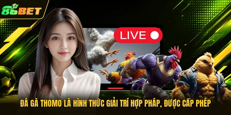 Đá gà Thomo là hình thức giải trí hợp pháp, được cấp phép