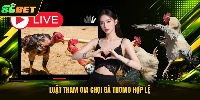 Luật tham gia chọi gà Thomo hợp lệ