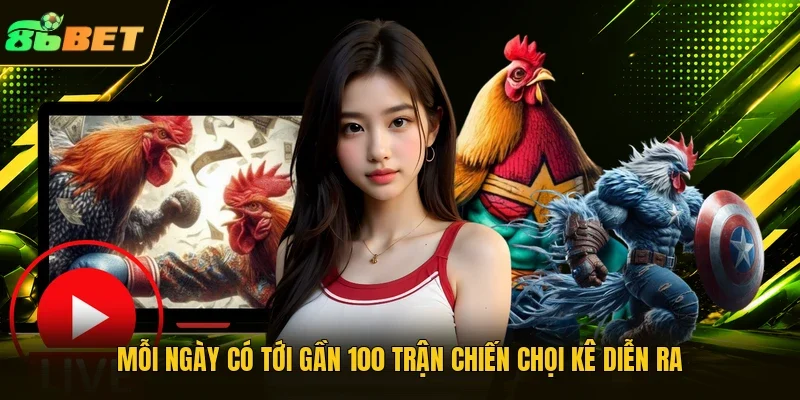 Mỗi ngày có tới gần 100 trận chiến chọi kê diễn ra